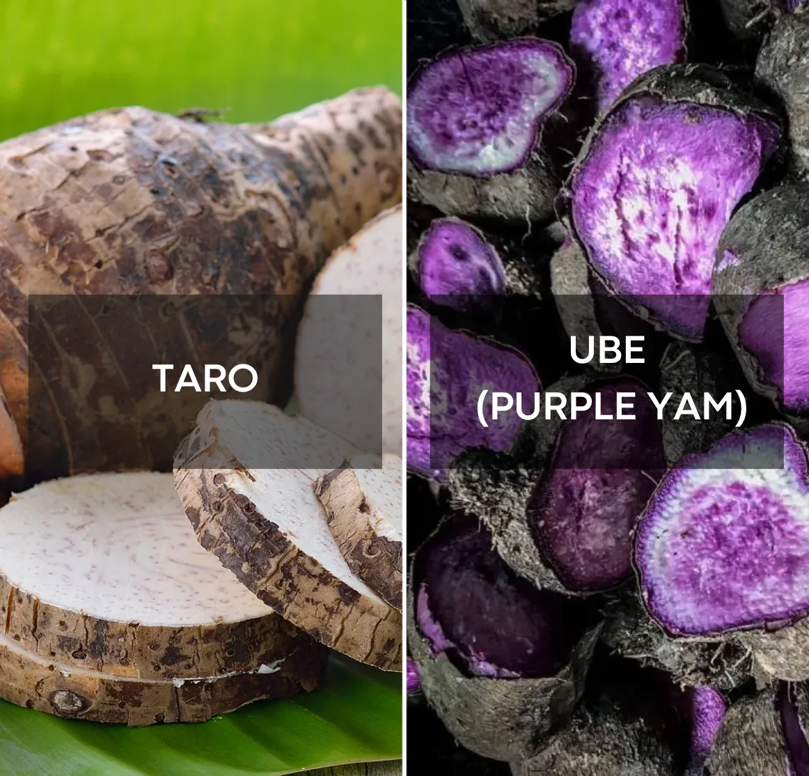 Ube vs. Taro im Vergleich: violettes Ube-Pulver | Ube Nolia